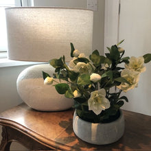 Load image into Gallery viewer, White Potted Hellebore
