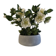 Load image into Gallery viewer, White Potted Hellebore

