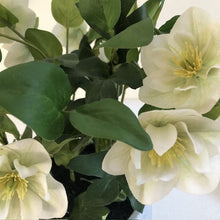 Load image into Gallery viewer, White Potted Hellebore

