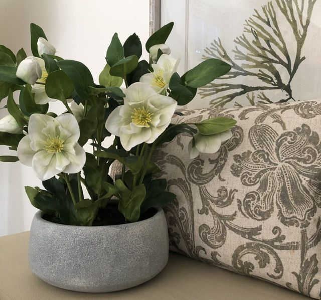 White Potted Hellebore