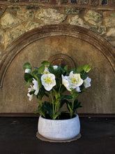 Load image into Gallery viewer, White Potted Hellebore
