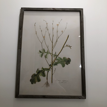 Load image into Gallery viewer, Botanical Artwork 1
