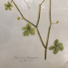 Load image into Gallery viewer, Botanical Artwork 4
