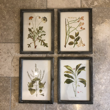 Load image into Gallery viewer, Botanical Artwork in Dark Ash Frame No.4
