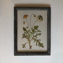 Load image into Gallery viewer, Botanical Artwork In Dark Ash Frame No.1
