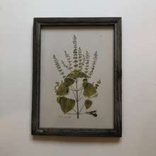 Load image into Gallery viewer, Botanical Artwork in Dark Ash Frame No.3
