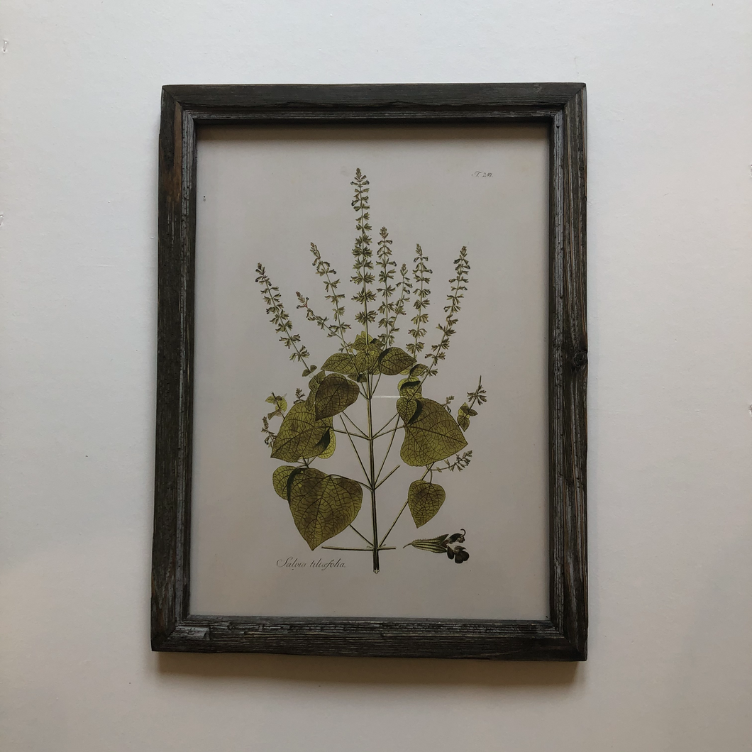 Botanical Artwork in Dark Ash Frame No.3