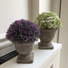 Load image into Gallery viewer, White Dianthus Potted plant
