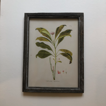 Load image into Gallery viewer, Botanical Artwork in Dark Ash Frame No.2
