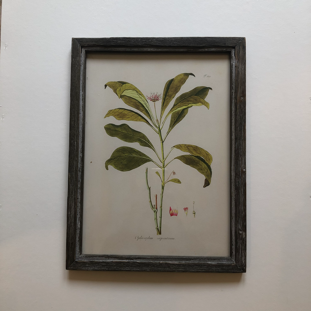 Botanical Artwork in Dark Ash Frame No.2