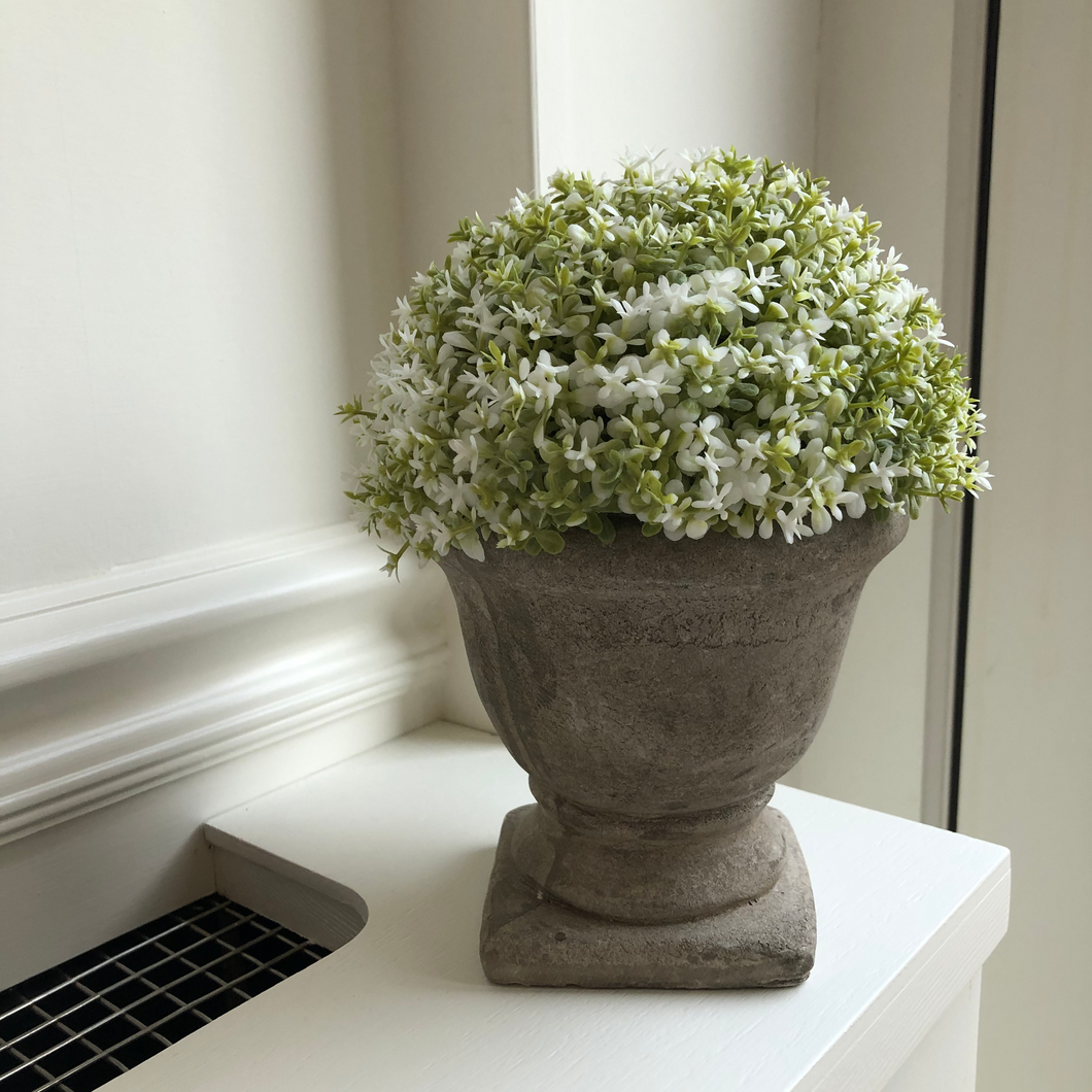 White Dianthus Potted plant