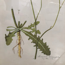 Load image into Gallery viewer, Botanical Artwork 3
