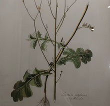 Load image into Gallery viewer, Botanical Artwork 1
