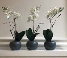 Load image into Gallery viewer, Potted Orchid Phalaenopsis Mini
