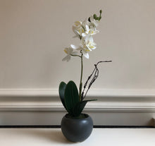 Load image into Gallery viewer, Potted Orchid Phalaenopsis Mini
