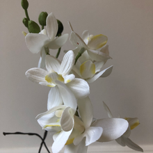 Load image into Gallery viewer, Potted Orchid Phalaenopsis Mini
