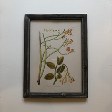 Load image into Gallery viewer, Botanical Artwork in Dark Ash Frame No.4
