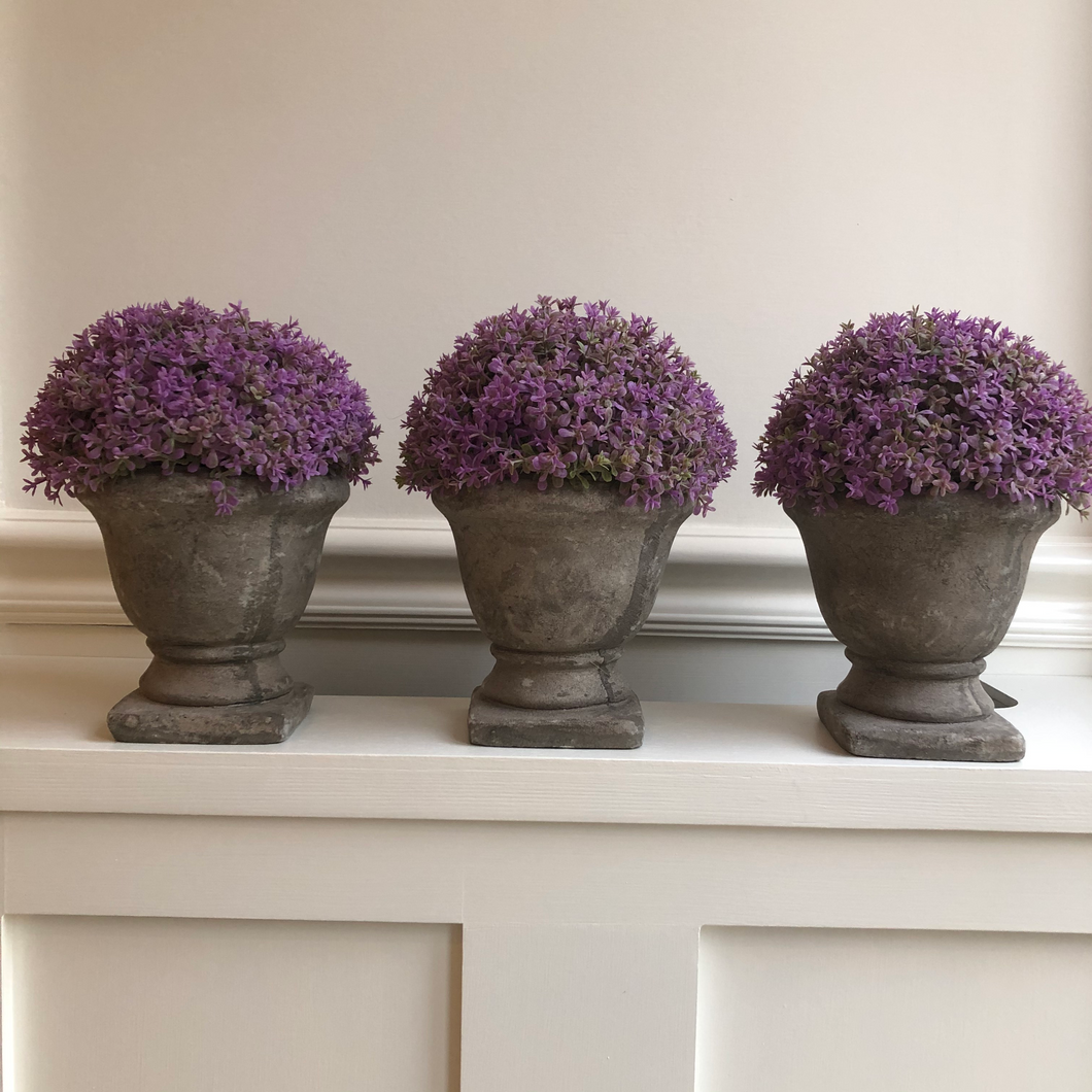 Purple Dianthus Potted